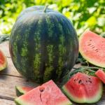 Potagères - Pastèque Mini - Love HF1 - Graines d'Exception - face recto